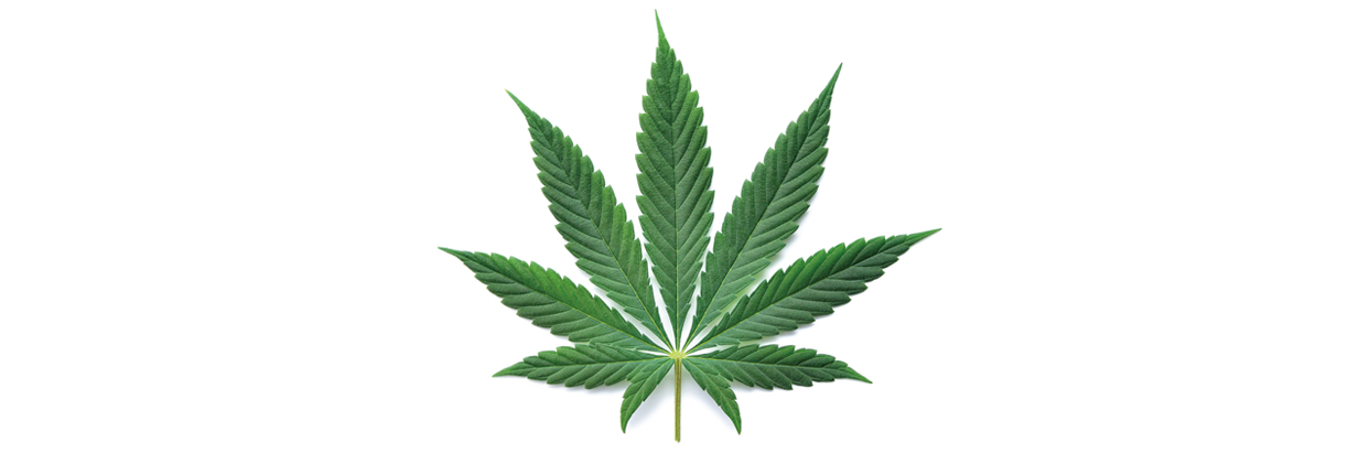 12267-7 Marijuana-1242x411.jpg
